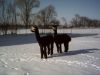 alpacas_in_the_snow_001.jpg
