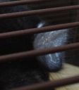 chinchilla-earlesions.jpg