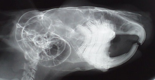 Root elongation on Chinchilla skull