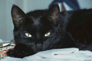 Black cat